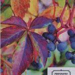 DIGITAL PRINT PERFORATED