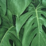 MANDALAY 441802 - Image 5