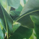 MANDALAY 473407 - Image 5