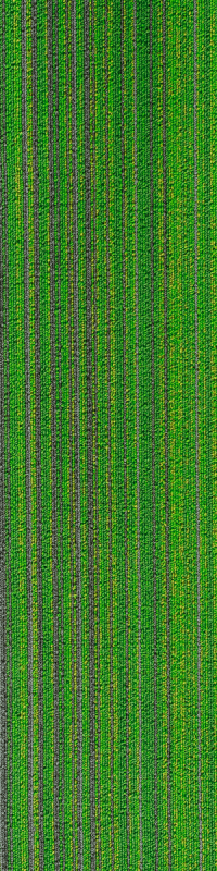 R37-7841 DRESDEN - Image 2