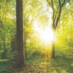 Forest Dawn 8801-104