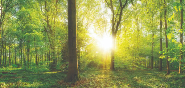 Forest Dawn 8801-104