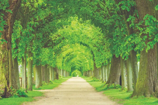 Infinite Canopy 8801-80